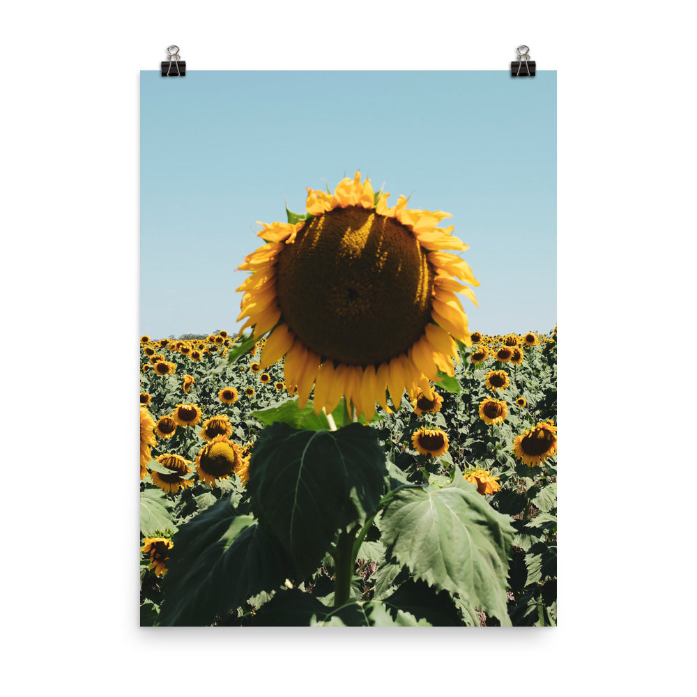 Sunflower Fields Photo Print A2 Natural Timber Frame