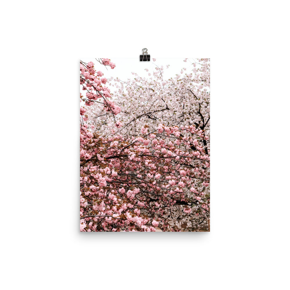 Cherry Blossoms Photo Print