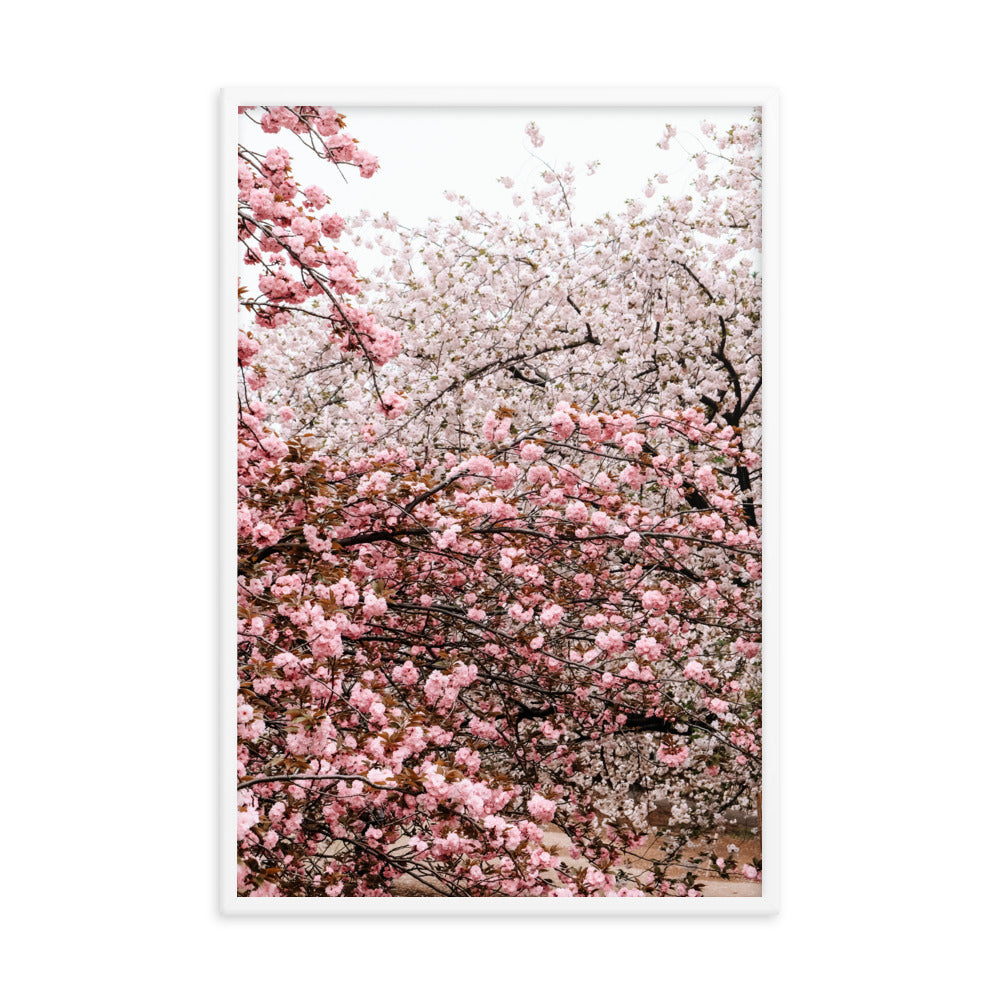 Cherry Blossoms Photo Print A1 White Frame